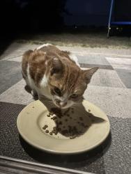 Found/Stray Unknown Cat last seen Joiner Parkway, Lincoln, CA 95648