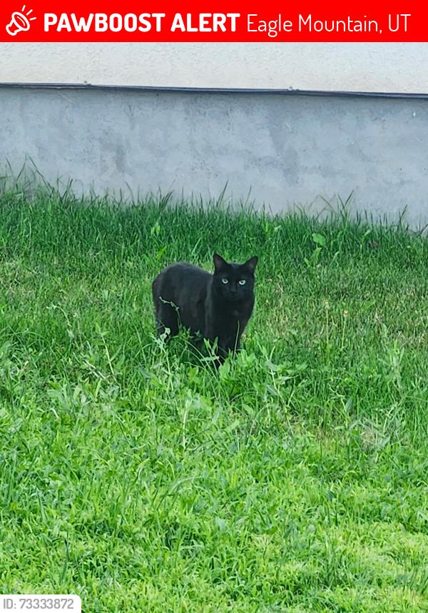 Lost Male Cat last seen silver lake elementary, Eagle Mountain, UT 84005