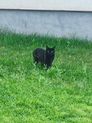 Lost Male Cat last seen silver lake elementary, Eagle Mountain, UT 84005