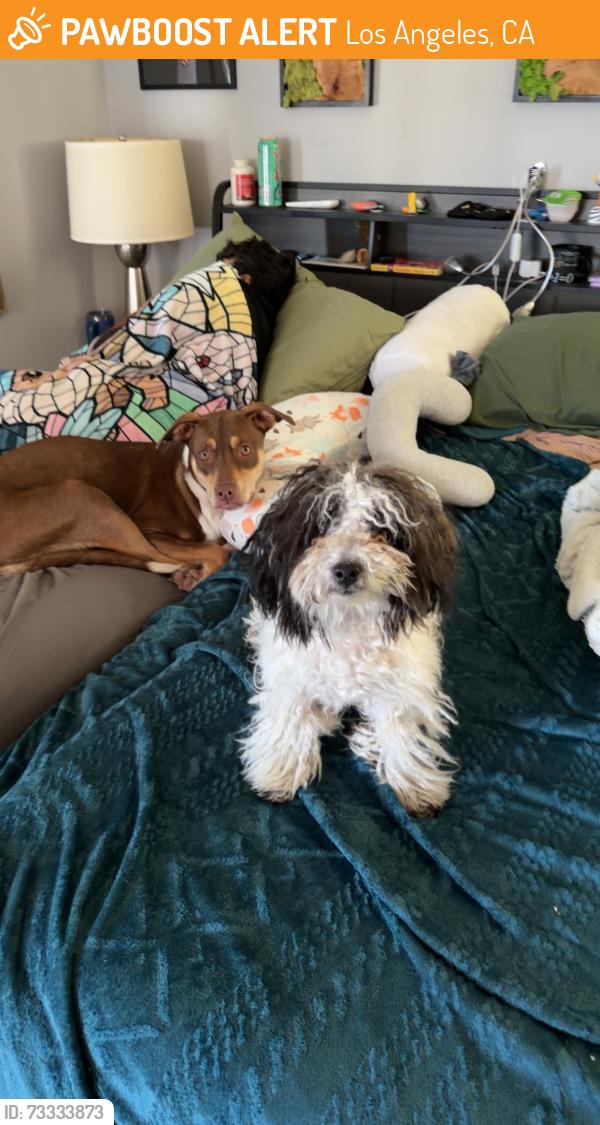 Found/Stray Male Dog last seen Reseda and Saticoy, Los Angeles, CA 91335