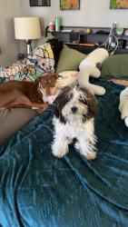 Found/Stray Male Dog last seen Reseda and Saticoy, Los Angeles, CA 91335