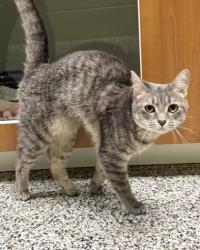 Shelter Stray Female Cat last seen Ft Belvoir, VA 22060, Carriage House Ct&Plantation, Fairfax County, VA, 4500 West Ox Rd, Fairfax, VA 22030, USA