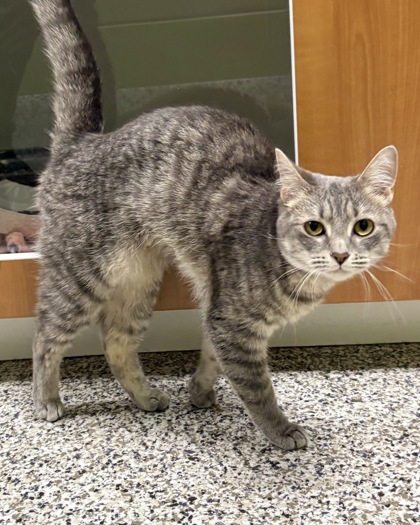 Shelter Stray Female Cat last seen Ft Belvoir, VA 22060, Carriage House Ct&Plantation, Fairfax County, VA, 4500 West Ox Rd, Fairfax, VA 22030, USA