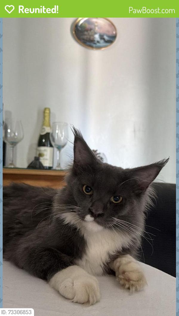 Reunited Male Cat last seen Near Woodton Ave, Bakersfield, CA 93313
