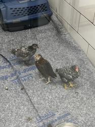 Shelter Stray Unknown Chicken last seen 252e bethel, Coppell, TX, 821 S Coppell Rd, Coppell, TX 75019, USA