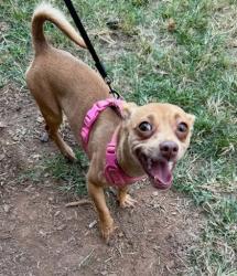 Shelter Stray Female Dog last seen Near N Peachtree Rd, Dunwoody, GA 30338, 30338, GA, 3280 Chamblee Dunwoody Rd, Chamblee, GA 30341, USA