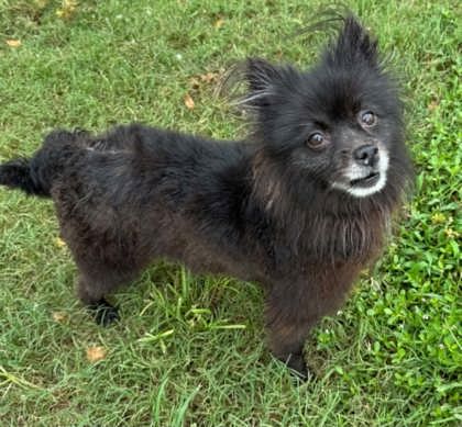 Shelter Stray Female Dog last seen S Salisbury Terrace, Lecanto, FL, 4030 S Airport Rd, Inverness, FL 34450, USA