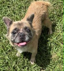 Shelter Stray Female Dog last seen ROCK CRUSHER RD, Homosassa, FL, 4030 S Airport Rd, Inverness, FL 34450, USA