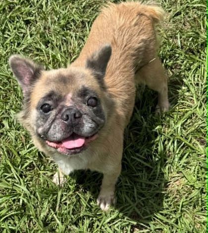 Shelter Stray Female Dog last seen ROCK CRUSHER RD, Homosassa, FL, 4030 S Airport Rd, Inverness, FL 34450, USA