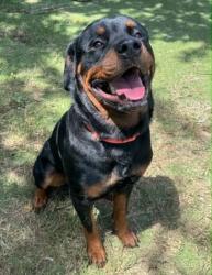 Shelter Stray Male Dog last seen Santos Dr, Citrus Springs, FL, 4030 S Airport Rd, Inverness, FL 34450, USA
