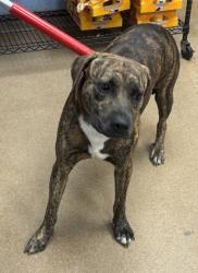 Shelter Stray Male Dog last seen Near Rockbridge Rd. Lithonia, 30058, 30058, GA, 3280 Chamblee Dunwoody Rd, Chamblee, GA 30341, USA