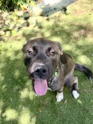 Shelter Stray Male Dog last seen SONNET TER, Dunnellon, FL, 4030 S Airport Rd, Inverness, FL 34450, USA