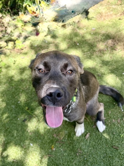 Shelter Stray Male Dog last seen SONNET TER, Dunnellon, FL, 4030 S Airport Rd, Inverness, FL 34450, USA