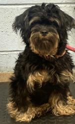 Shelter Stray Female Dog last seen Near Post Rd Pass, 30088, GA, 3280 Chamblee Dunwoody Rd, Chamblee, GA 30341, USA
