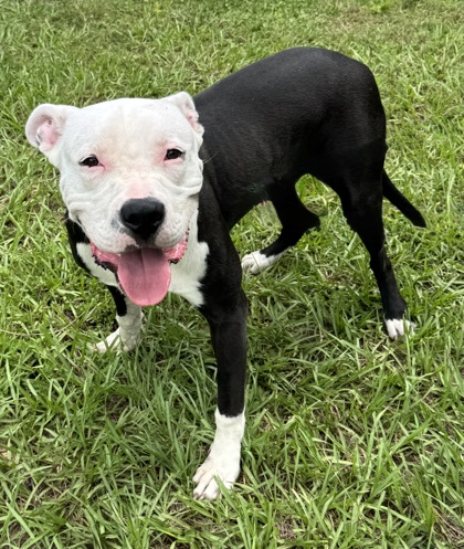 Shelter Stray Male Dog last seen Circle K, Floral City, FL, 4030 S Airport Rd, Inverness, FL 34450, USA