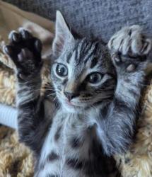 Shelter Stray Male Cat last seen Near River Ridge dr, Other - Out of County, GA, 3280 Chamblee Dunwoody Rd, Chamblee, GA 30341, USA