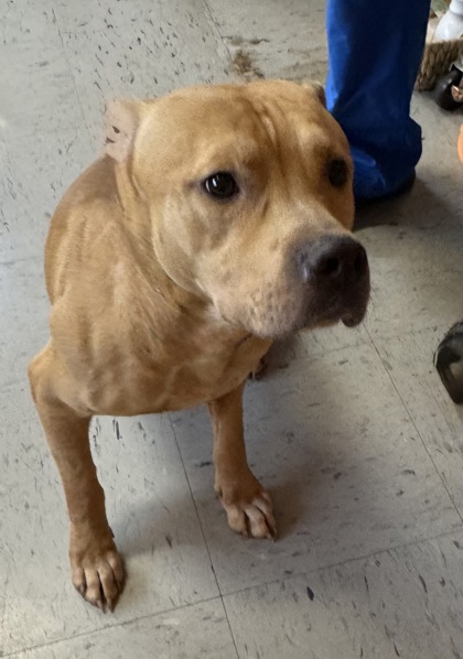 Shelter Stray Male Dog last seen S Stonebrook Drive, Homosassa, FL, 4030 S Airport Rd, Inverness, FL 34450, USA