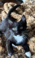 Shelter Stray Female Cat last seen Near Lake Ridge Lane, Dunwoody Atlanta GA 30338, 30338, GA, 3280 Chamblee Dunwoody Rd, Chamblee, GA 30341, USA