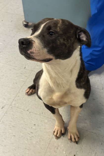 Shelter Stray Male Dog last seen S Stonebrook Drive, Homosassa, FL, 4030 S Airport Rd, Inverness, FL 34450, USA