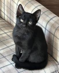 Shelter Stray Male Cat last seen Near Lake Ridge Lane, Dunwoody Atlanta GA 30338, 30338, GA, 3280 Chamblee Dunwoody Rd, Chamblee, GA 30341, USA
