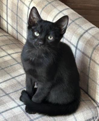 Shelter Stray Male Cat last seen Near Lake Ridge Lane, Dunwoody Atlanta GA 30338, 30338, GA, 3280 Chamblee Dunwoody Rd, Chamblee, GA 30341, USA