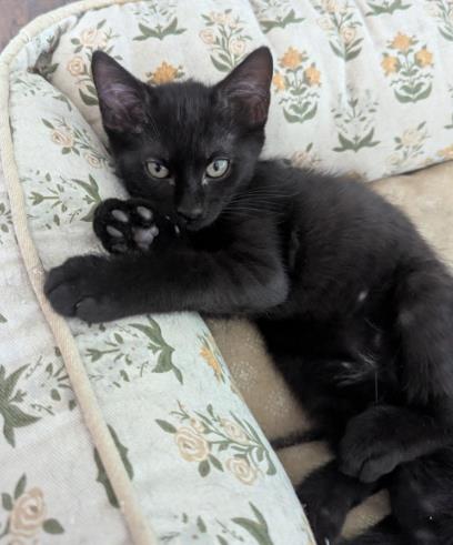 Shelter Stray Male Cat last seen Near Lake Ridge Lane, Dunwoody Atlanta GA 30338, 30338, GA, 3280 Chamblee Dunwoody Rd, Chamblee, GA 30341, USA