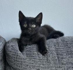Shelter Stray Female Cat last seen Near Lake Ridge In, 30338, GA, 3280 Chamblee Dunwoody Rd, Chamblee, GA 30341, USA