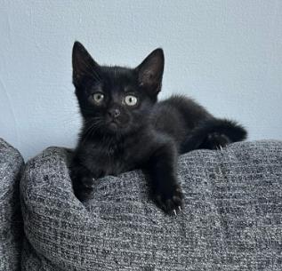 Shelter Stray Female Cat last seen Near Lake Ridge In, 30338, GA, 3280 Chamblee Dunwoody Rd, Chamblee, GA 30341, USA