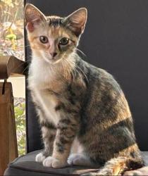Shelter Stray Female Cat last seen Near Taffeta Ct, 30058, GA, 3280 Chamblee Dunwoody Rd, Chamblee, GA 30341, USA