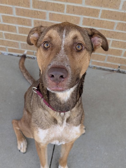 Shelter Stray Male Dog last seen Near Buckner Dr, Longview, City of, TX, 303 H G Mosley Pkwy, Longview, TX 75604, USA