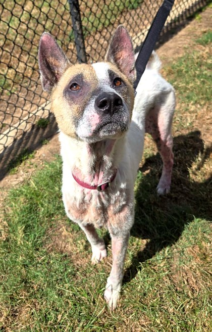 Shelter Stray Female Dog last seen Near E Marshall Ave, Longview, City of, TX, 303 H G Mosley Pkwy, Longview, TX 75604, USA