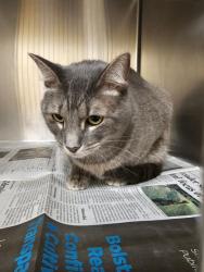Shelter Stray Male Cat last seen Near blk of Saturn Dr, Cedar Hill, TX, 1150 E Pleasant Run Rd, Cedar Hill, TX 75104, USA
