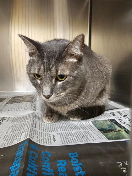 Shelter Stray Male Cat last seen Near blk of Saturn Dr, Cedar Hill, TX, 1150 E Pleasant Run Rd, Cedar Hill, TX 75104, USA