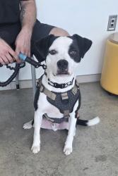 Shelter Stray Male Dog last seen , , TX, 355 Hillshire Dr, Haslet, TX 76052, USA
