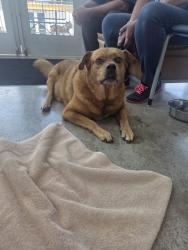 Shelter Stray Male Dog last seen , , TX, 355 Hillshire Dr, Haslet, TX 76052, USA