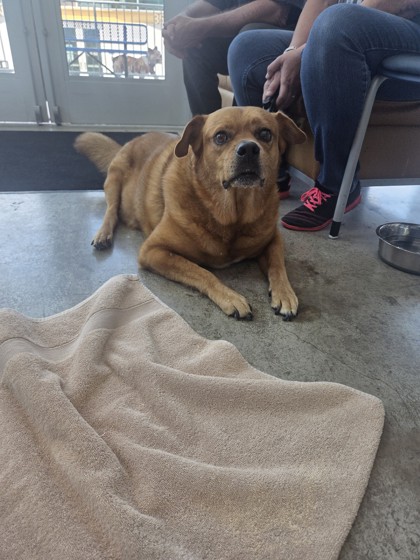 Shelter Stray Male Dog last seen , , TX, 355 Hillshire Dr, Haslet, TX 76052, USA