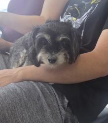 Shelter Stray Female Dog last seen Near N Beach St, North District, TX, 355 Hillshire Dr, Haslet, TX 76052, USA