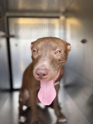 Shelter Stray Male Dog last seen Near Levy County Line Rd, District 13 - Tarrant County, TX, 355 Hillshire Dr, Haslet, TX 76052, USA