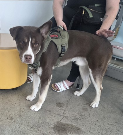 Shelter Stray Male Dog last seen , , TX, 355 Hillshire Dr, Haslet, TX 76052, USA