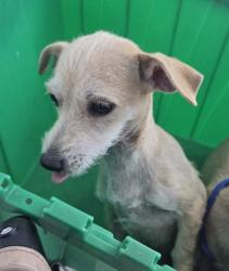 Shelter Stray Female Dog last seen , , TX, 355 Hillshire Dr, Haslet, TX 76052, USA
