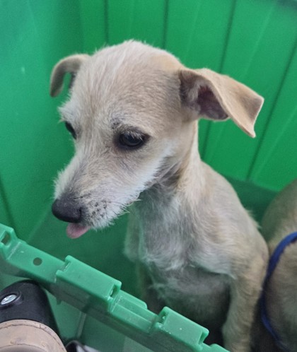 Shelter Stray Female Dog last seen , , TX, 355 Hillshire Dr, Haslet, TX 76052, USA