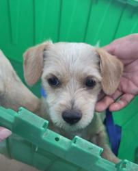 Shelter Stray Female Dog last seen , , TX, 355 Hillshire Dr, Haslet, TX 76052, USA