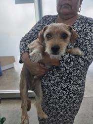 Shelter Stray Female Dog last seen , , TX, 355 Hillshire Dr, Haslet, TX 76052, USA
