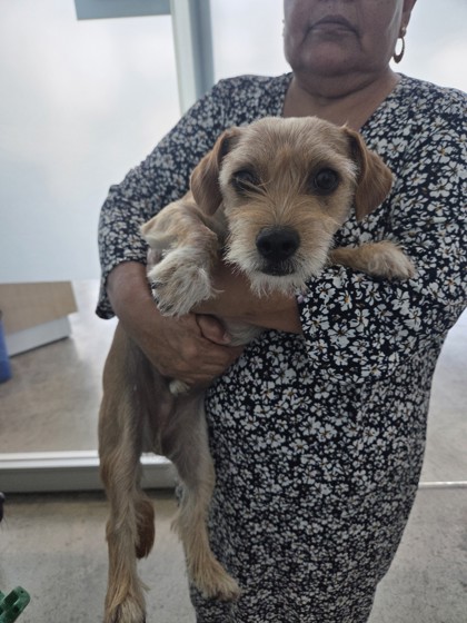 Shelter Stray Female Dog last seen , , TX, 355 Hillshire Dr, Haslet, TX 76052, USA