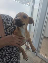 Shelter Stray Male Dog last seen , , TX, 355 Hillshire Dr, Haslet, TX 76052, USA