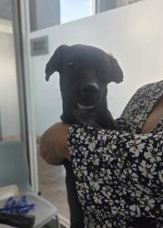 Shelter Stray Male Dog last seen , , TX, 355 Hillshire Dr, Haslet, TX 76052, USA