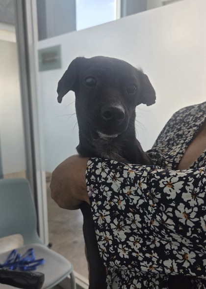 Shelter Stray Male Dog last seen , , TX, 355 Hillshire Dr, Haslet, TX 76052, USA