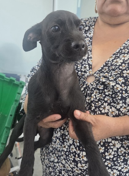 Shelter Stray Male Dog last seen , , TX, 355 Hillshire Dr, Haslet, TX 76052, USA