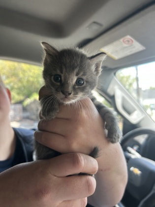 Shelter Stray Male Cat last seen Near LENA ST, East District, TX, 355 Hillshire Dr, Haslet, TX 76052, USA