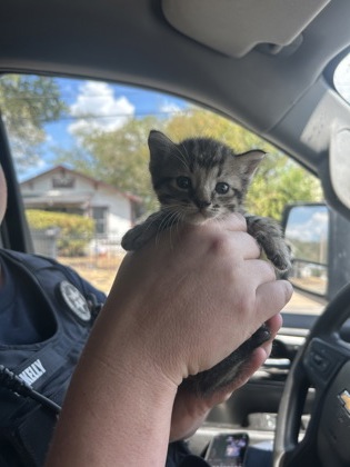 Shelter Stray Male Cat last seen Near LENA ST, East District, TX, 355 Hillshire Dr, Haslet, TX 76052, USA